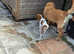 King Charles Cavalier  girl