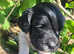 K.c registered Springer spaniels