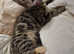 2 cats for sale