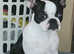 Beautiful Boston Terrier to rehome