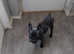 9 month old male blue  french bulldog
