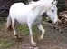 Blue and white 2 Yr old gelding
