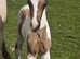buckskin and white colt to make 15.2hh wpb
