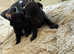 Patterjack puppies for sale