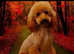 Cavapoo  Pups Simply Stunning!