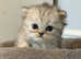 **LAST GIRL** 4 Beautiful Persian kittens