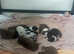 KC registered and health tested Australian Shepherd Puppies