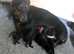 Kc registered Miniature dachshunds