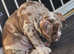 Olde English Bulldog Female