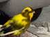 Canary