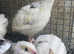 White jumbo quails