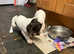 KC registered Springer Puppies