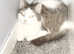 I have these beautiful cats for sale