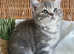 OUTSTANDING TICA ACTIVE BOY (READY NOW)