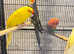 Very beautiful young birds for sale