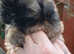 3 x  ShihTzu pups ready now