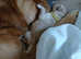 Golden Retriever Puppies - Ready Soon!