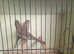 Mexican house finches
