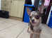 Stunning Merle Chihuahua boy 7 months old