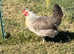 Cream Legbar rooster chicks