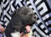 Beautiful KC Registered American Akita Puppies