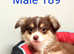 Small Toy/Mini Australian Shepherds