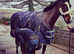 17HH 9yrs bay thoroughbred mare with exquisite breeding