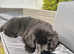 5 month female kcreg Newfoundland
