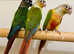 Very beautiful young conure parrot
