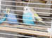 young budgies one week only £10