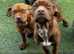 Cane Corso (Italian Mastiff)x Dogue de Bordeaux (French Mastiff)