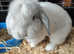 Lop eared rabbit male 12 months old
