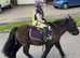 WANTED horses, pony's, carts, harness and horse boxes,