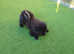 Lovely black male chow chow