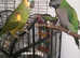 Derbyan parrot 2/3 yrs old