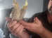 Hand reared tame baby cockatiels