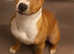 English bull terrier/staffy female