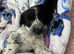 Beautiful working cocker spaniel puppies ready to fo