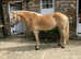 Gorgeous golden halflinger