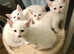 Pure white part burmese kittens