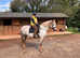 14.2hh Connemara looking for help with exercising in South Hams