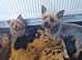 Adorable Yorkshire Terrier puppies for sale