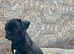 Beautiful Frug puppies!