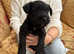 BEAUTIFUL BLACK MINIATURE SCHNAUZER PUPPIES KC REG