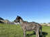 Irish wolfhounds