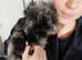 Merle jackapoo puppy