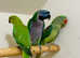 Very beautiful parrots for sale