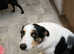 Male collie