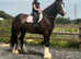 17.3/18h 12Yo Registered Shire Mare