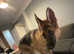 6 month old female German shephard